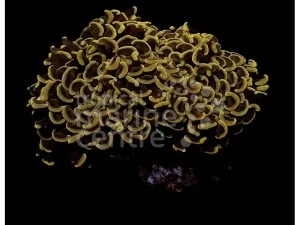 Cultured Bronze Hammer Coral - Stunning Euphyllia Glabrescens, Low Maintenance, Unique Patterns