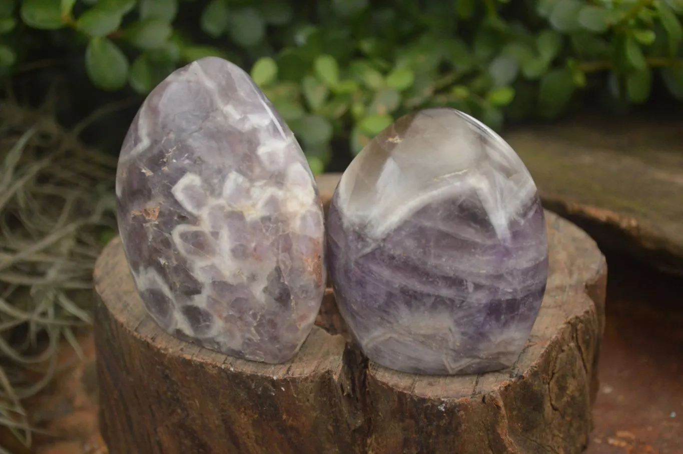 Polished Smokey Dream Amethyst Standing Free Forms x 6 From Madagascar