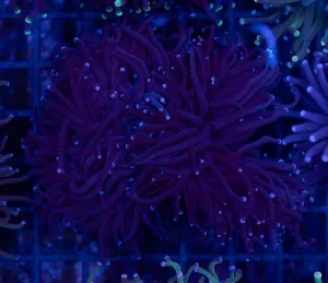 Purple Torch