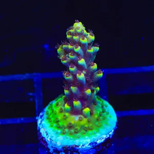 TGC Red Cadillac Acropora Coral