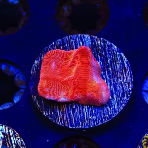TSA Blood Simple Leptoseris Coral