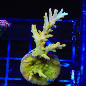 TSA Golden Honeycomb Acropora Colony Coral