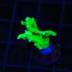TSA Jade Dragon Birdsnest Coral